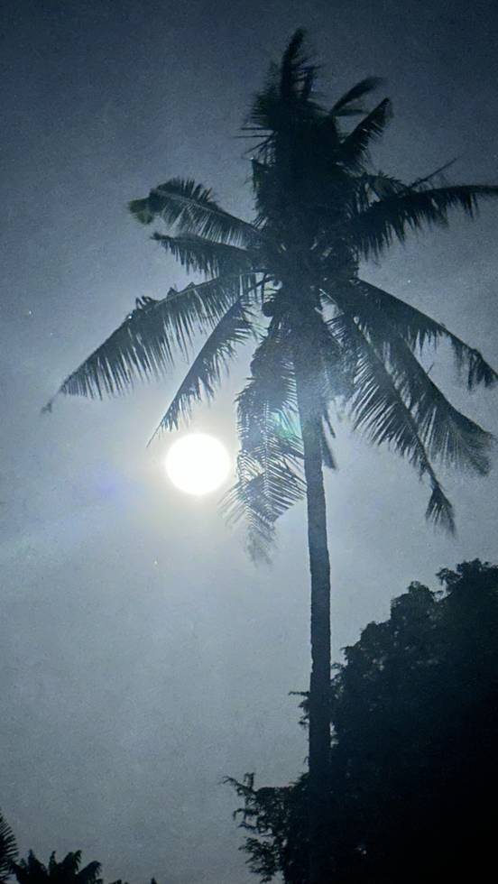 Palmier et pleine lune